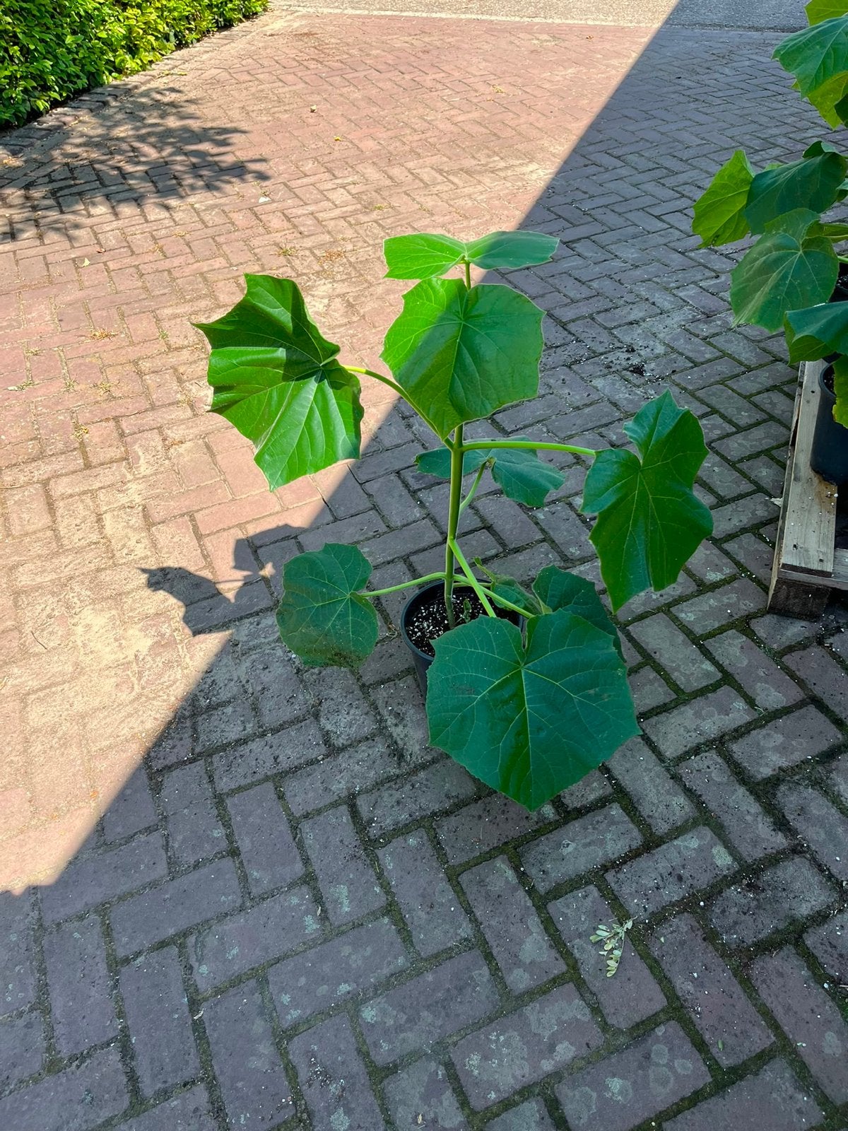 Paulownia bomen te koop - 15 stuks, 80 cm, in pot, Overige soorten, Minder dan 100 cm, Ophalen, Volle zon