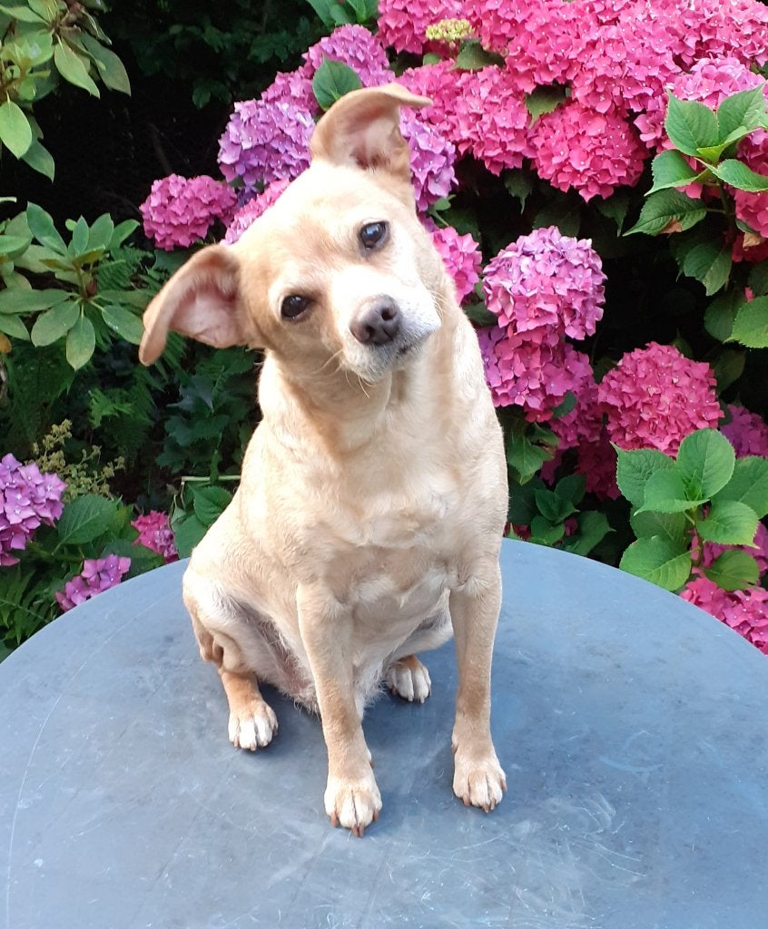 Dwergpinscher - Mix, Dierenbescherming, 6 jaar of ouder, Parvo, Eén hond, Nederland