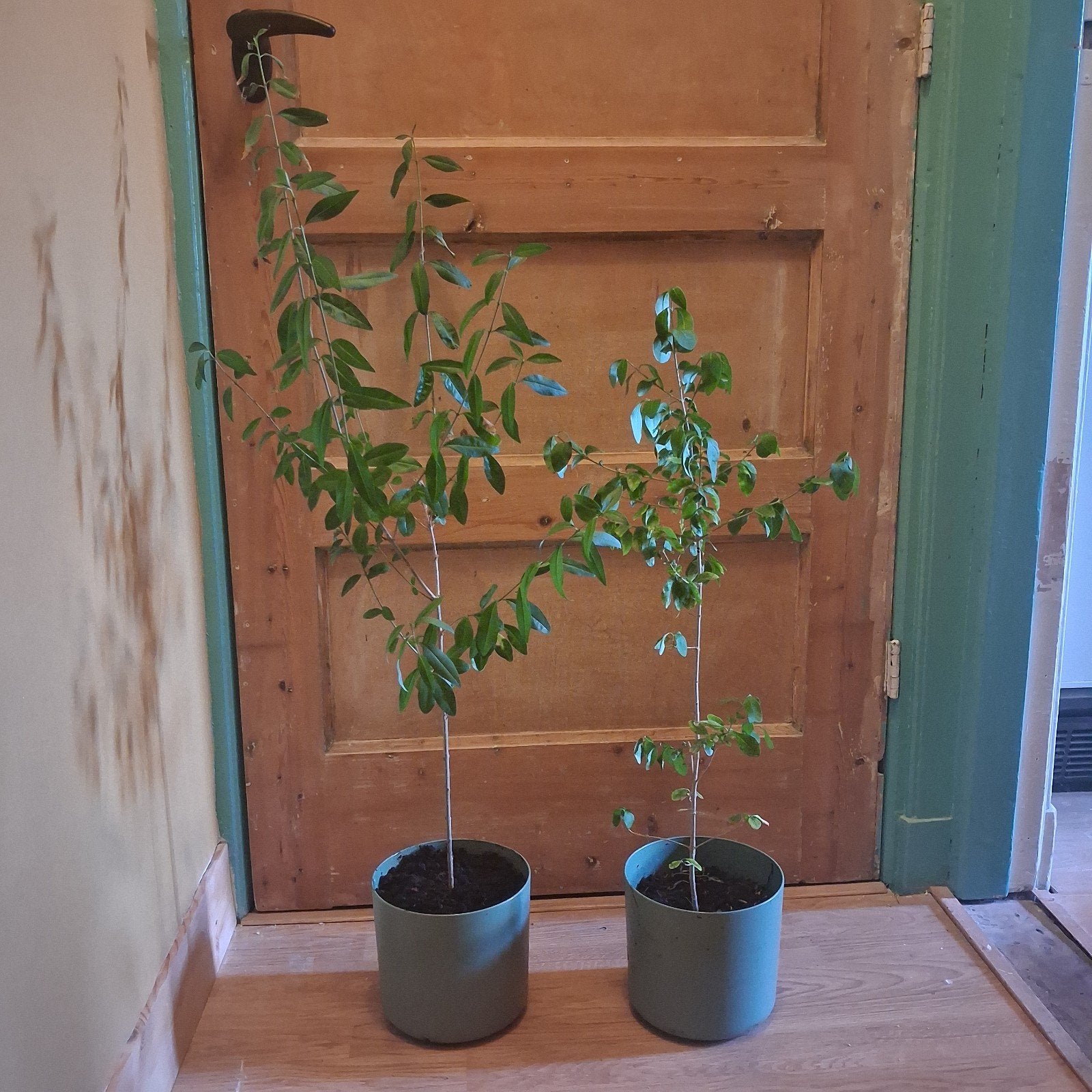 2 ligusters zoeken tuin, Ophalen, Kunststof, Minder dan 30 cm, Rond