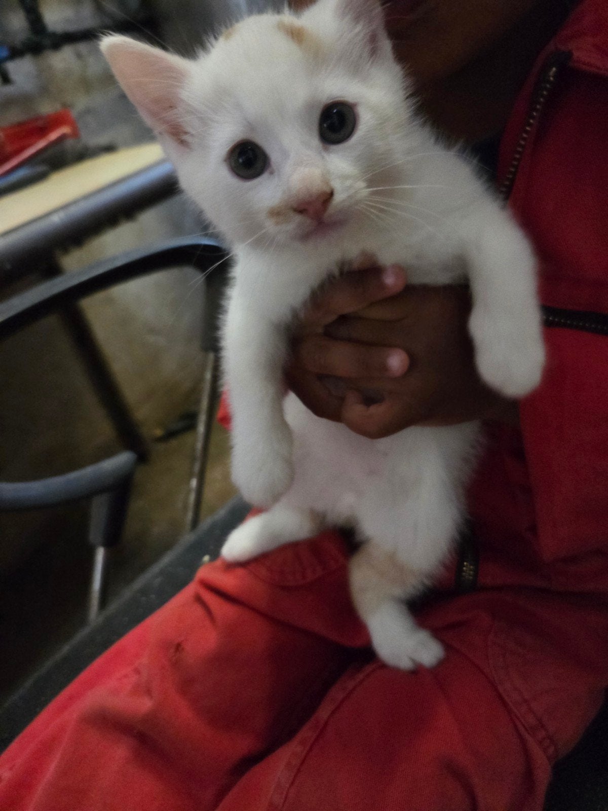 jonge kitten, Dieren en Toebehoren, Katten en Kittens | Overige Katten, Poes