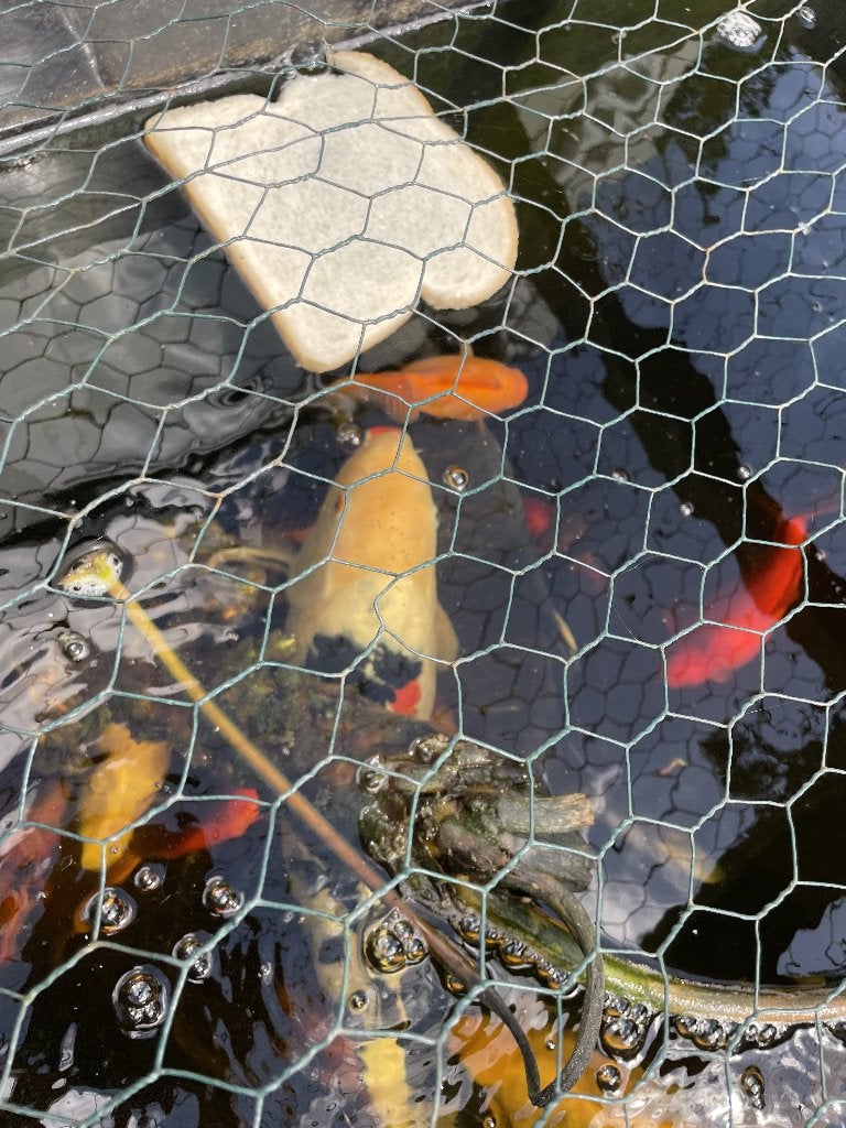 vissen karpers koi, Karper of Koi
