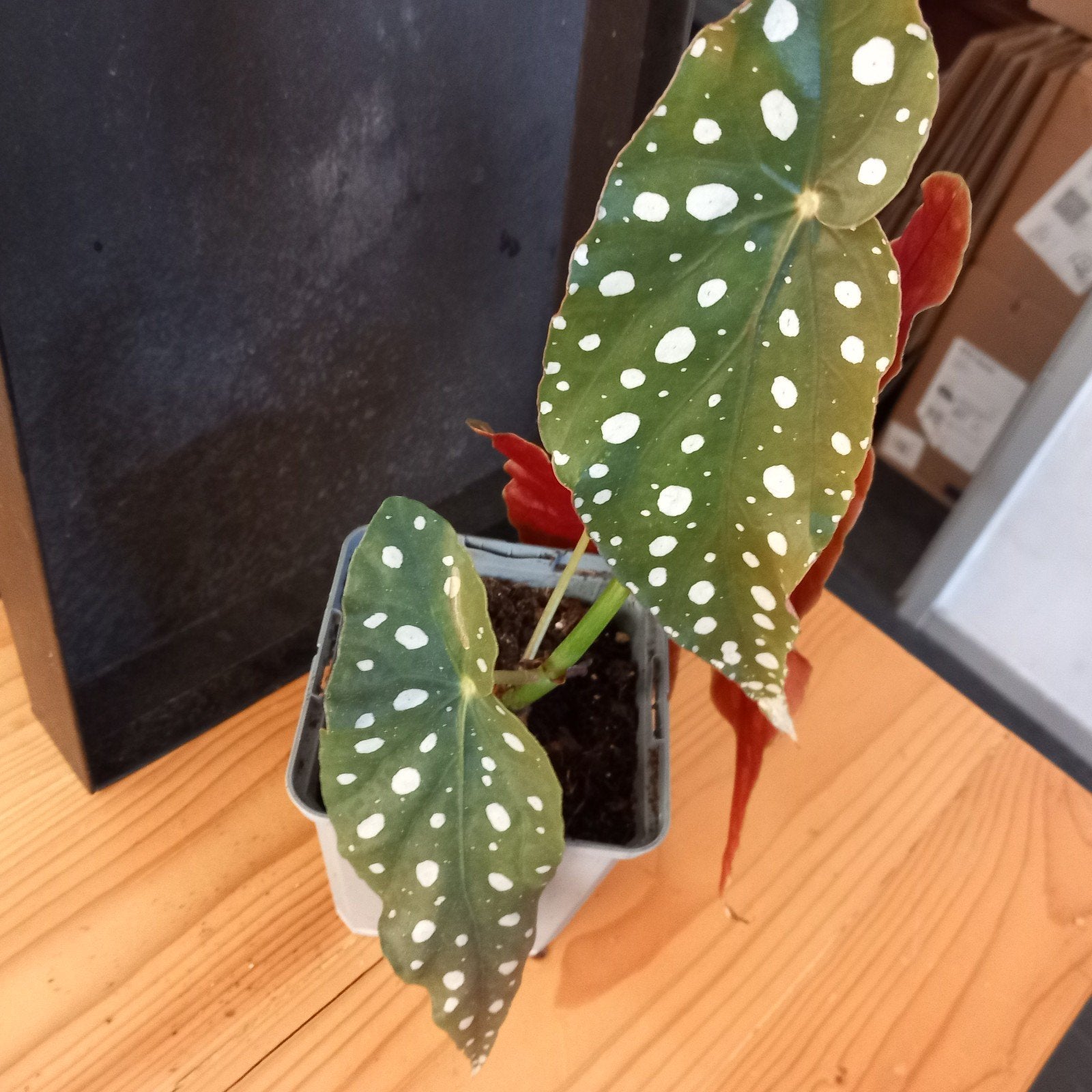 begonia maculata stek nr 50, Huis en Inrichting, Kamerplanten, Ophalen of Verzenden, Halfschaduw, Minder dan 100 cm