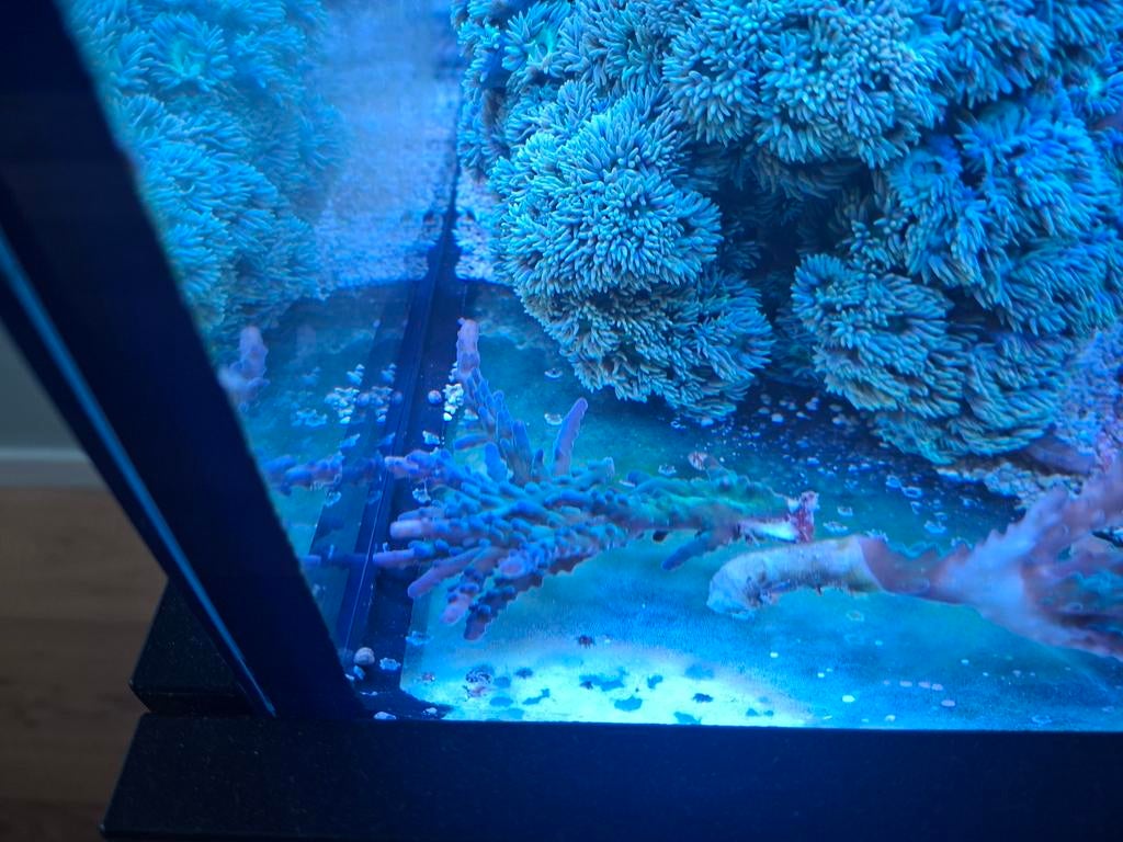 Acropora groot en klein, Overige typen, Zoutwatervis