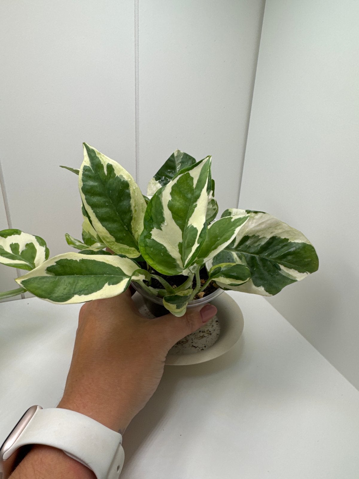 Epipremnum N'Joy plantje - nr2, Groene kamerplant, Ophalen, Overige soorten, In pot