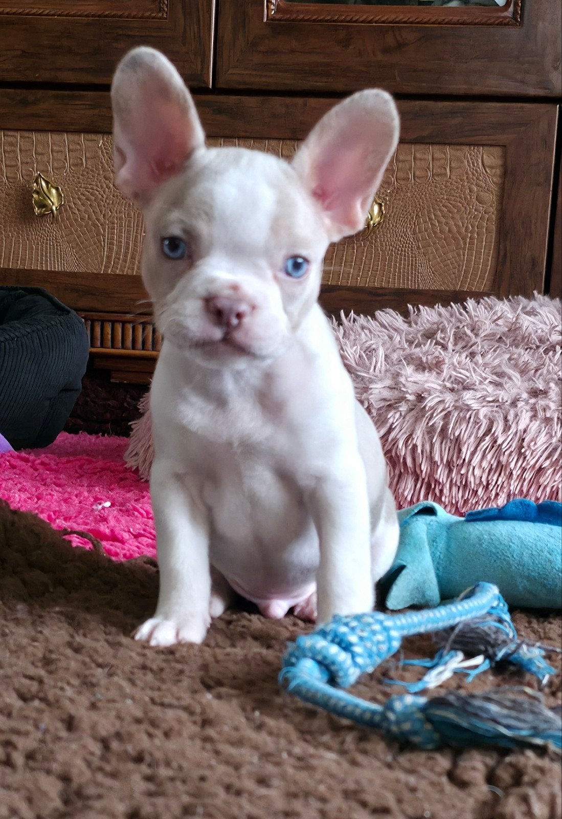 🥰 Prachtig isabella bont Franse Bulldog pup reutje 🥰, CDV (hondenziekte), 8 tot 15 weken, Bulldog, Meerdere