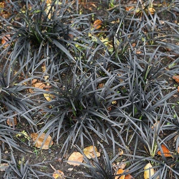 Stek zwart gras, stekje, plant, tuinplant, siergras, stekken, Volle zon, Vaste plant, Zomer, Ophalen