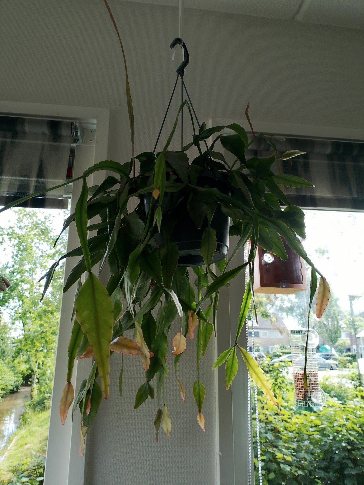 Ripsalis hangplant te koop, Huis en Inrichting, Kamerplanten, Ophalen, Cactus, Halfschaduw, Minder dan 100 cm