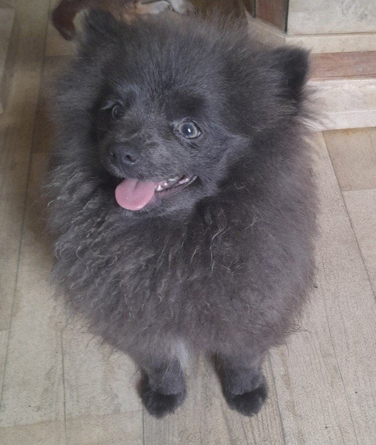 Pomeriaan Reutje Blauw-Grijs, Dieren en Toebehoren, Honden | Poolhonden, Keeshonden en Oertypen, Parvo, Keeshond, 15 weken tot 1 jaar
