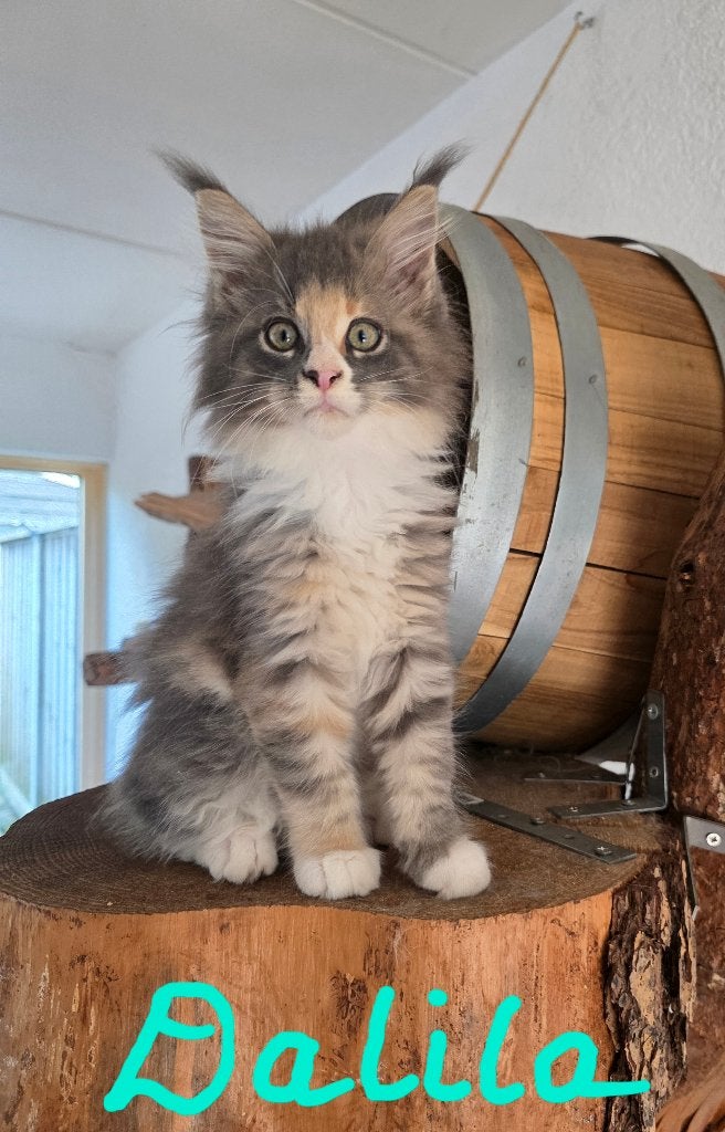 Prachtige Maine Coon kittens - onbevangen, grote pluimen, Meerdere dieren, Met stamboom, 0 tot 2 jaar