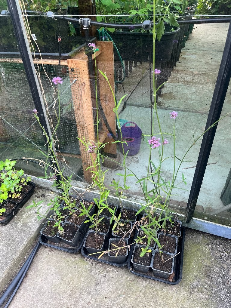 Plantjes Verbena bonariensis ijzerhard (en meer), Volle zon, Vaste plant, Zomer, Ophalen