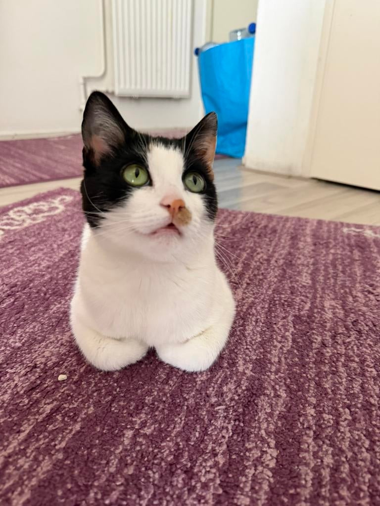 Mooie spelende vrouwen kat 3 jaar, Dieren en Toebehoren, Katten en Kittens | Raskatten | Korthaar, Poes