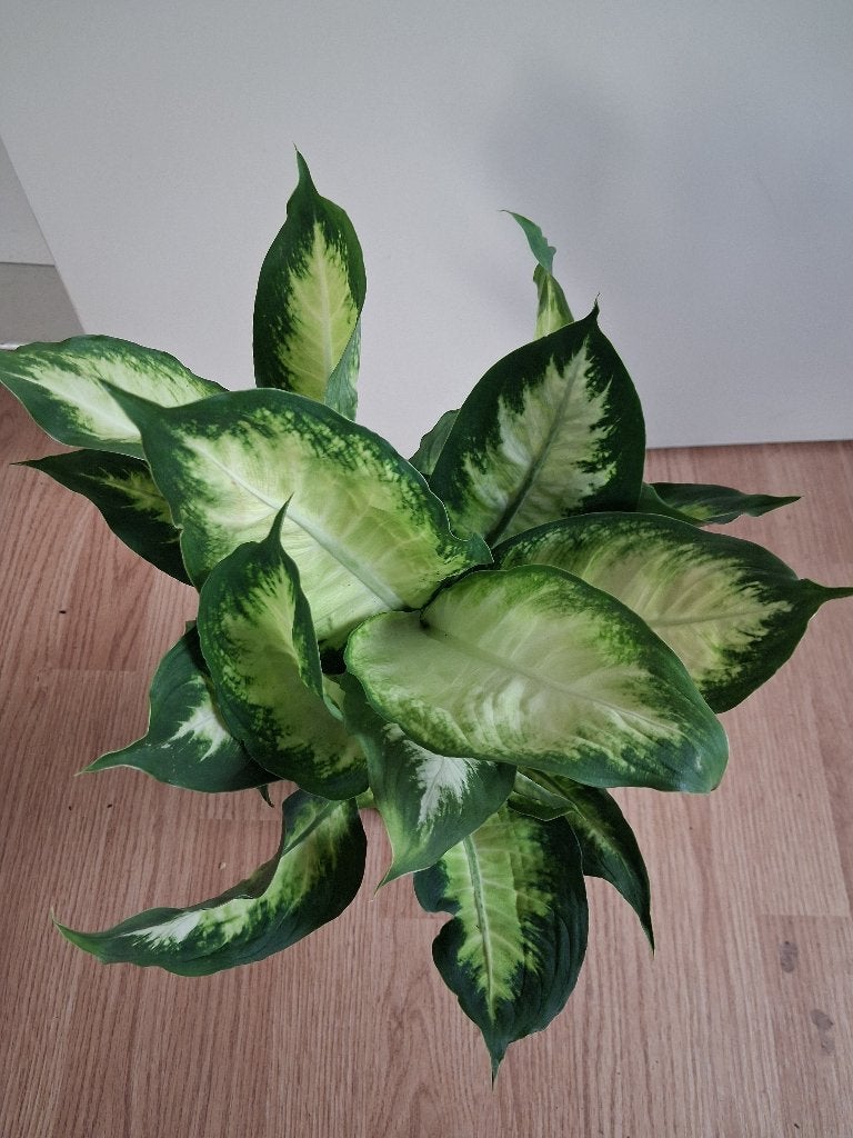Dieffenbachia Camilla - Dief van Baghdad H: 47 cm., Ophalen, Overige soorten, Halfschaduw, Minder dan 100 cm