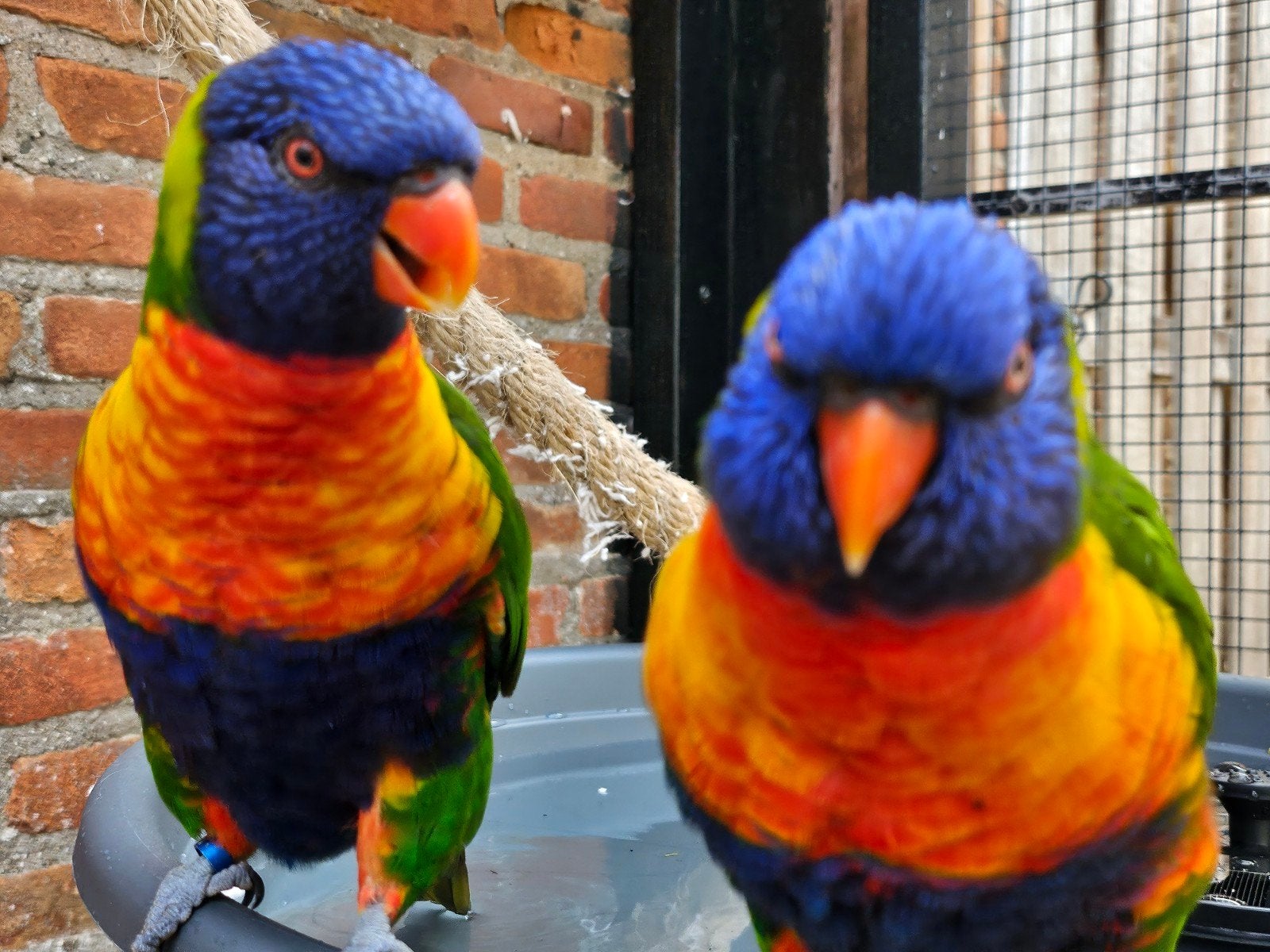 koppel lori van de blauwe bergen, Meerdere dieren, Papegaai