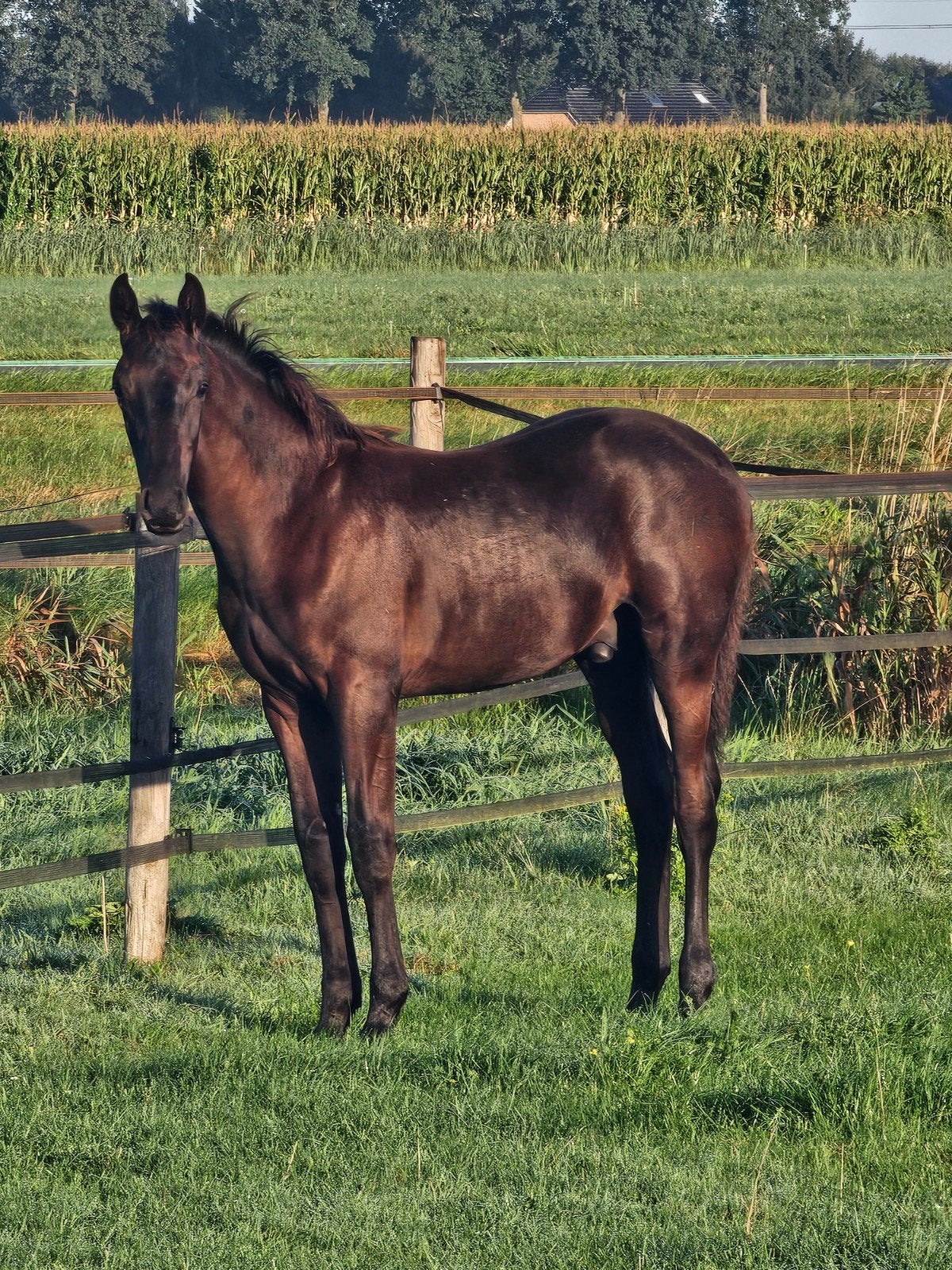 mooi hengstveulen( catch me x toto's boy)zwart/bruin kwpn, Dieren en Toebehoren, Minder dan 160 cm, Met stamboom, Niet van toepassing