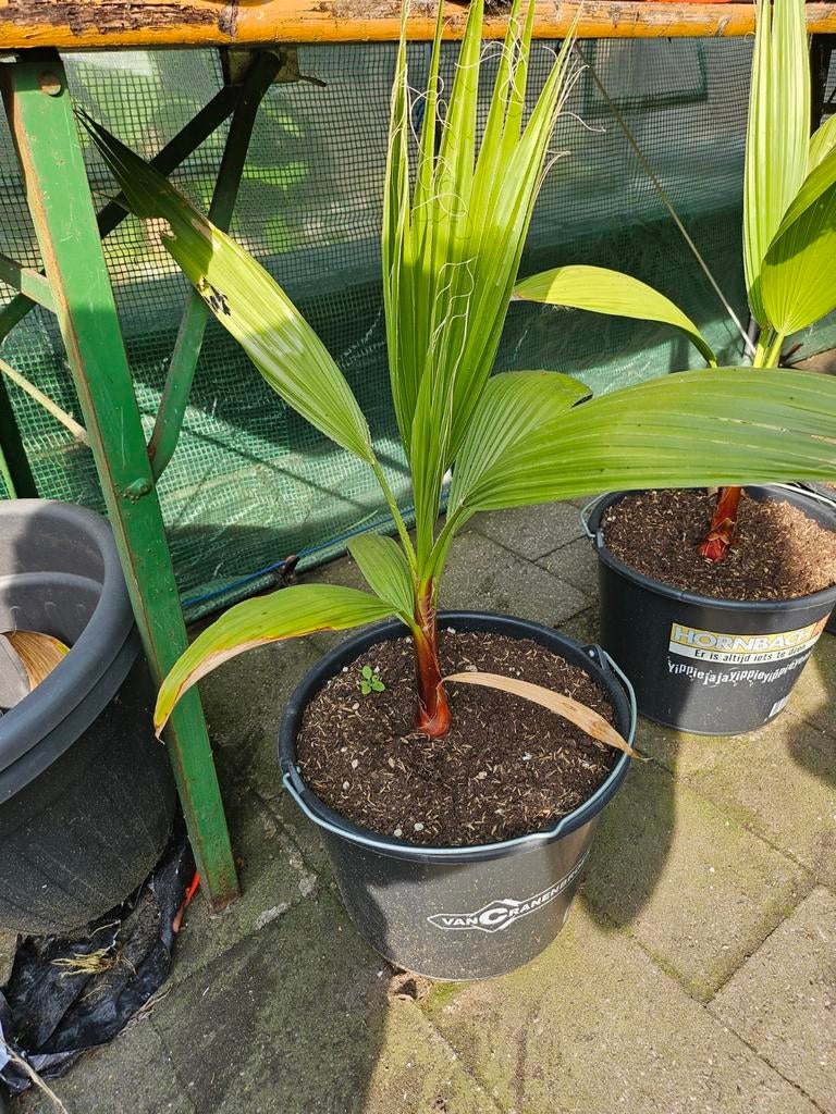 Palmboom waaier, Ophalen of Verzenden, Overige soorten, Volle zon