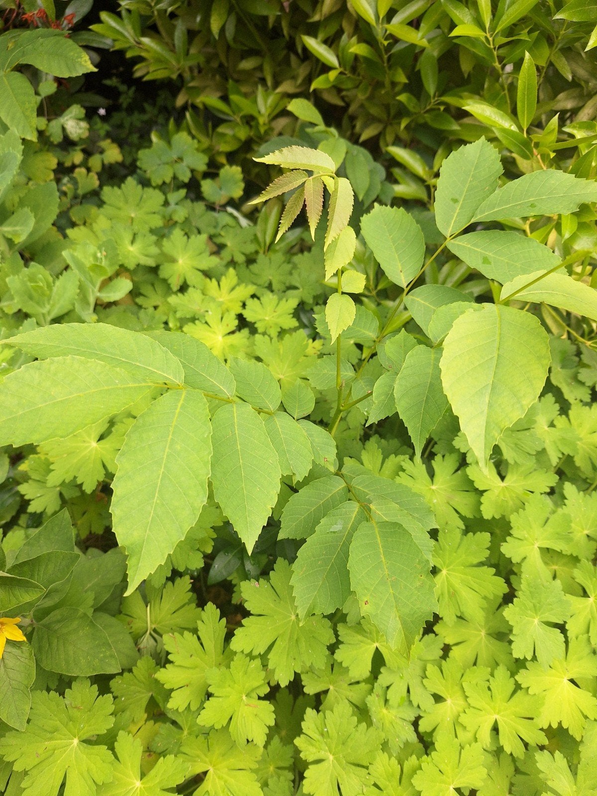 Jonge walnotenbomen - per stuk €4,50, Ophalen, Minder dan 100 cm