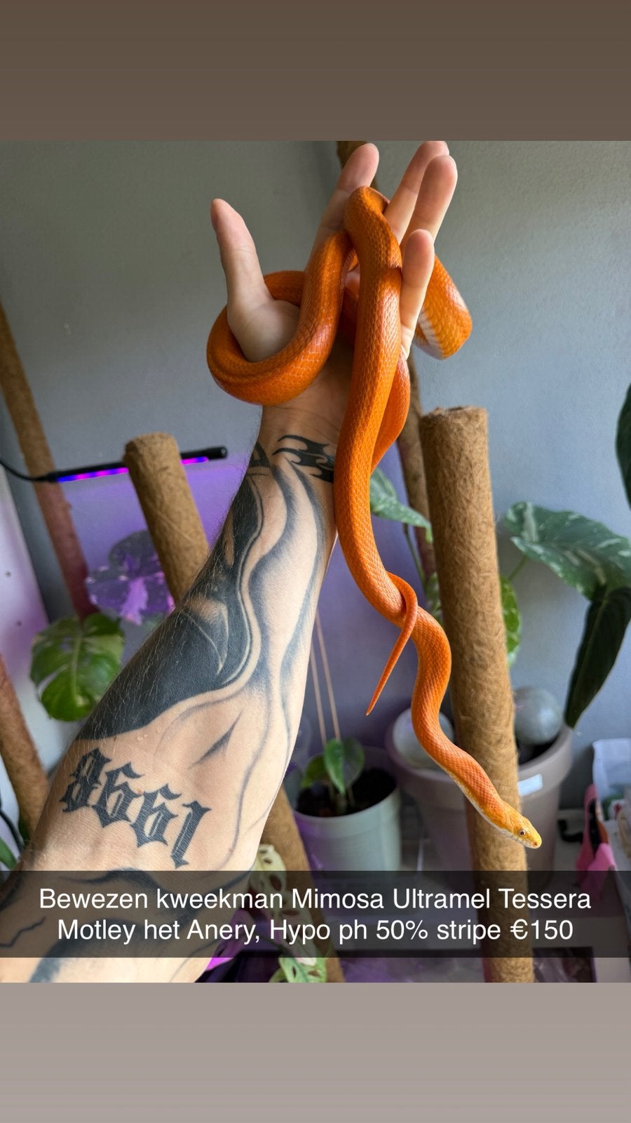 Rattenslangen (Hele leuke genen) (Spoed!) Rat Snake - unknown for sale from AnimalGarden
