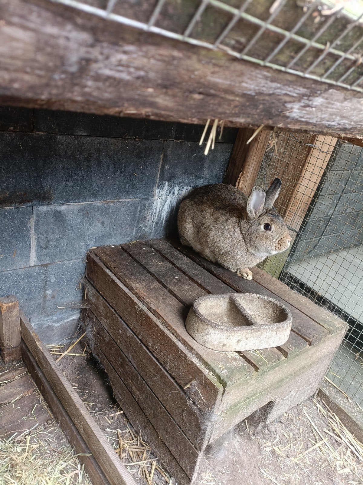 Raszuivere klein zilver konijnen, Dieren en Toebehoren, Konijnen, Mannelijk, Klein, 0 tot 2 jaar