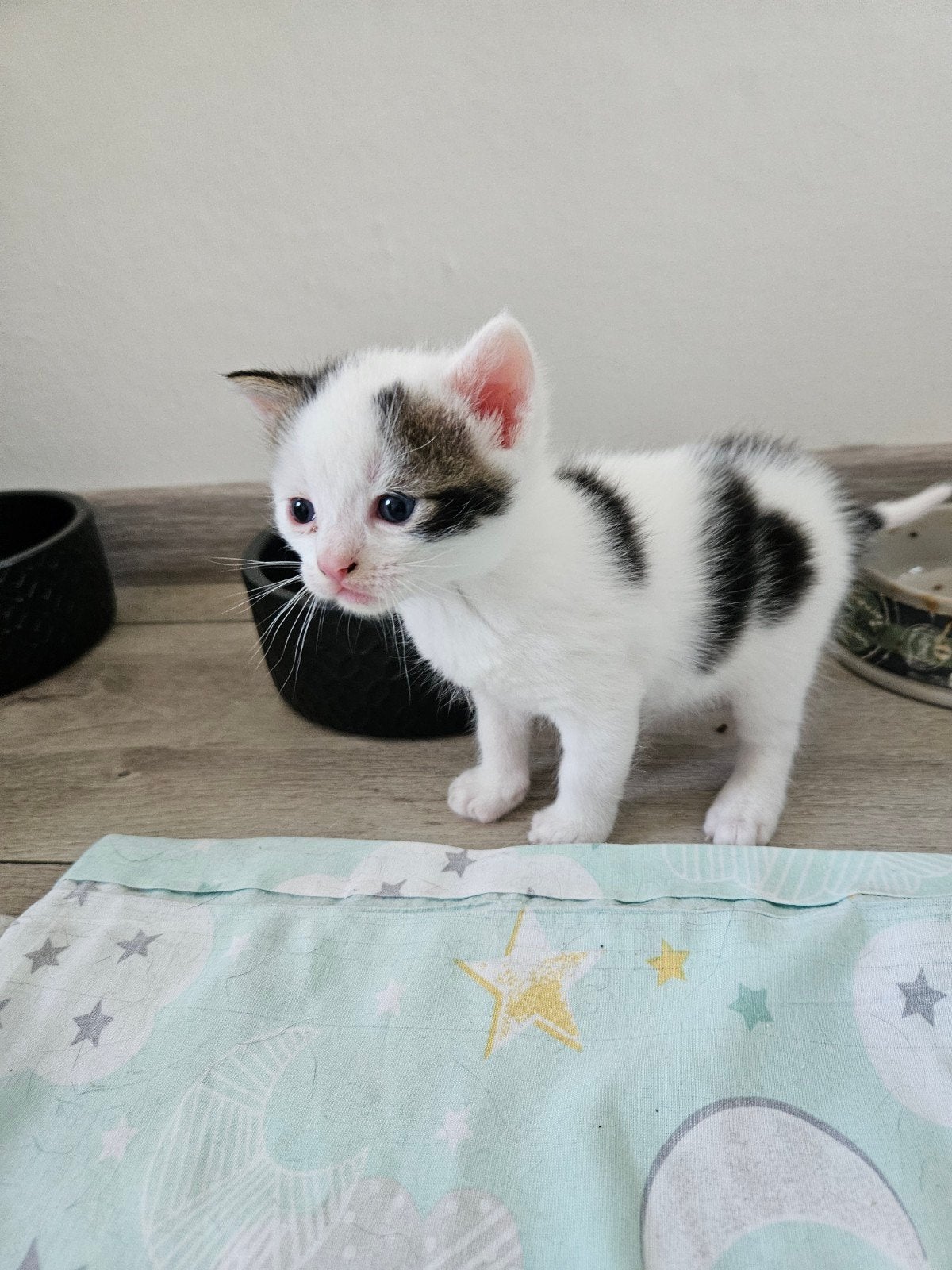 Kittens