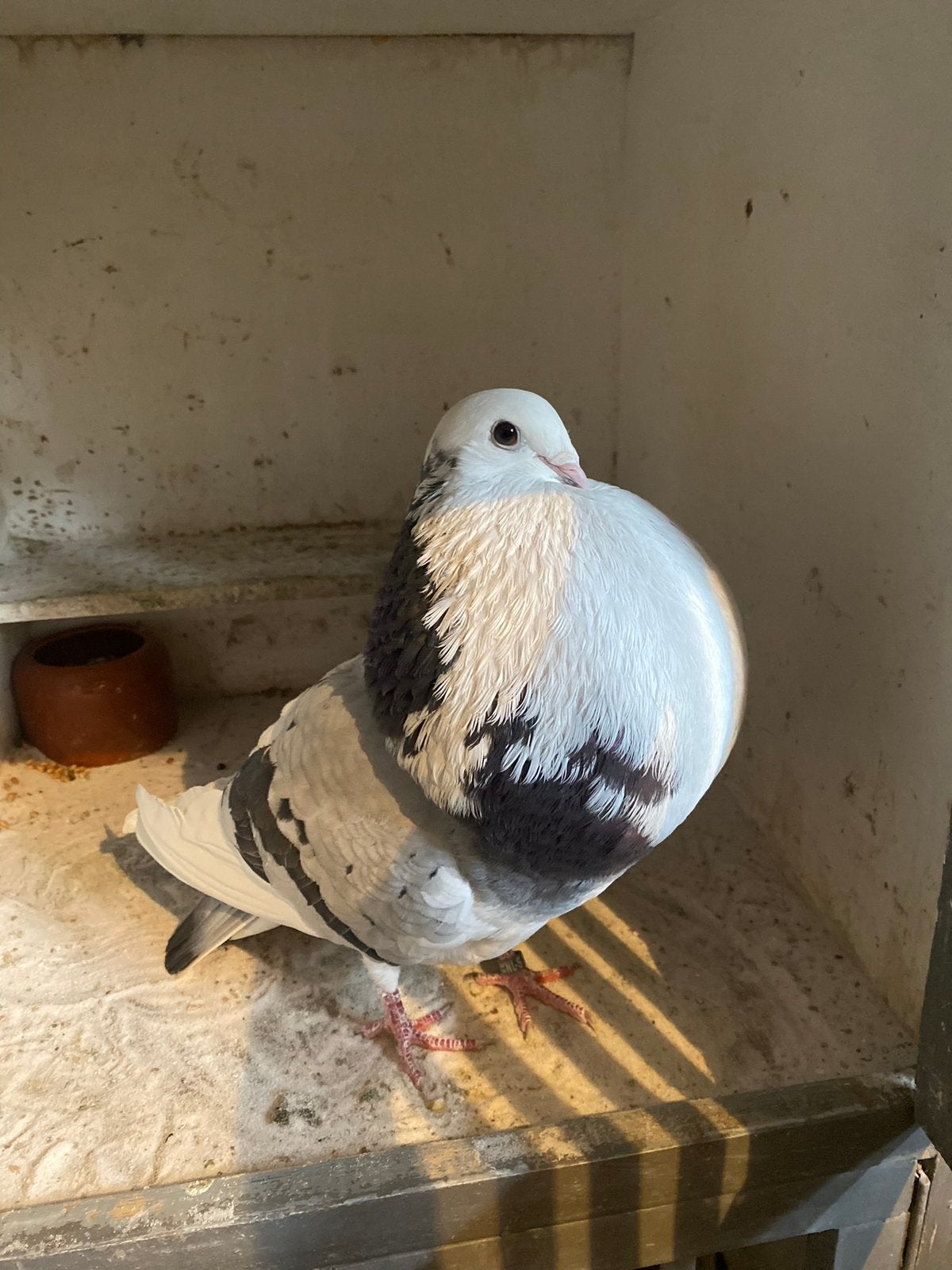 Korte duif gezocht, Dieren en Toebehoren, Vrouwelijk, Kropper