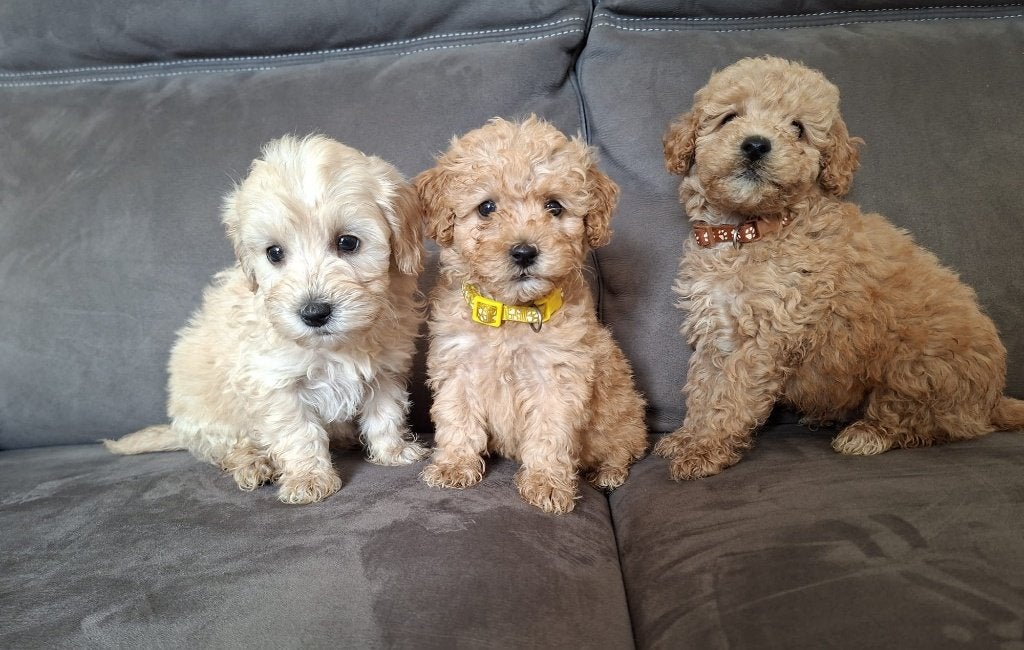 Prachtige, perfect gesocialiseerde Maltipoo pups, Nederland, Overige rassen, CDV (hondenziekte), 8 tot 15 weken