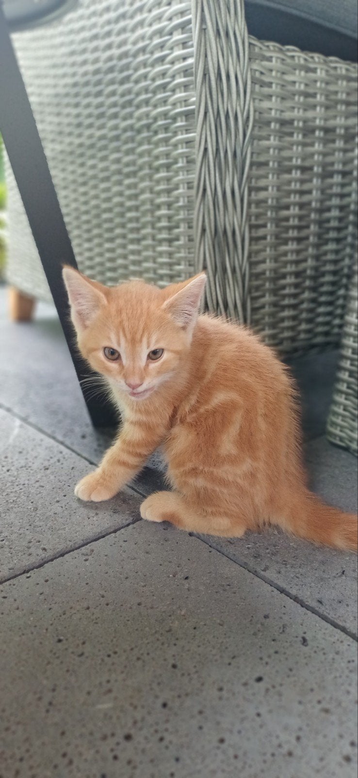 Kittens, Dieren en Toebehoren