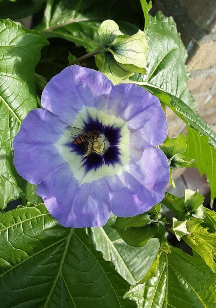 Zaden Nicandra 'Maxima' (zegekruid), Ophalen of Verzenden, Volle zon, Zaad