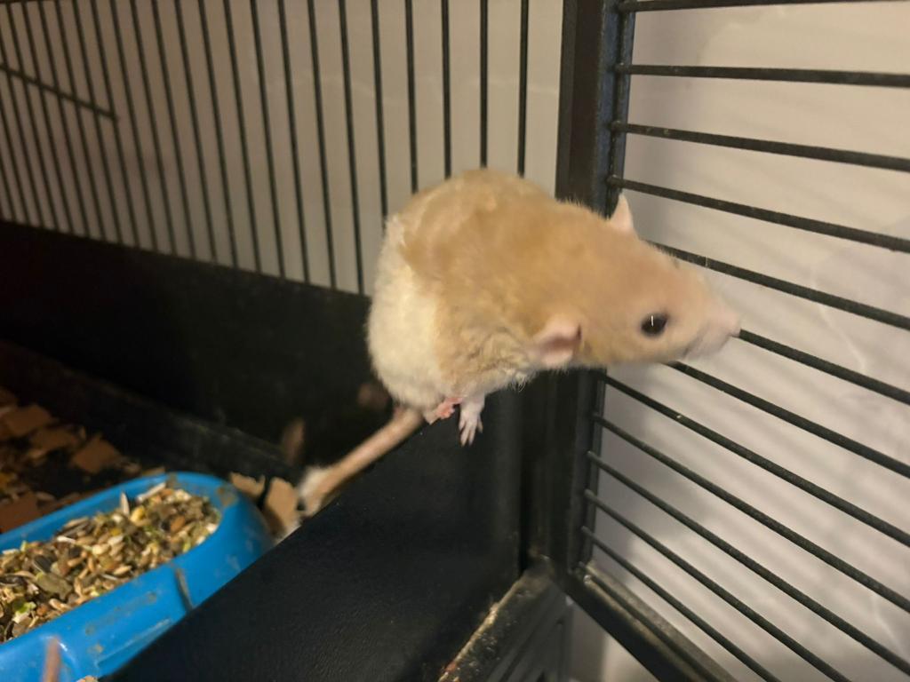 3 dwerg ratjes, Dieren en Toebehoren, Rat, December, Vrouwelijk, Tam