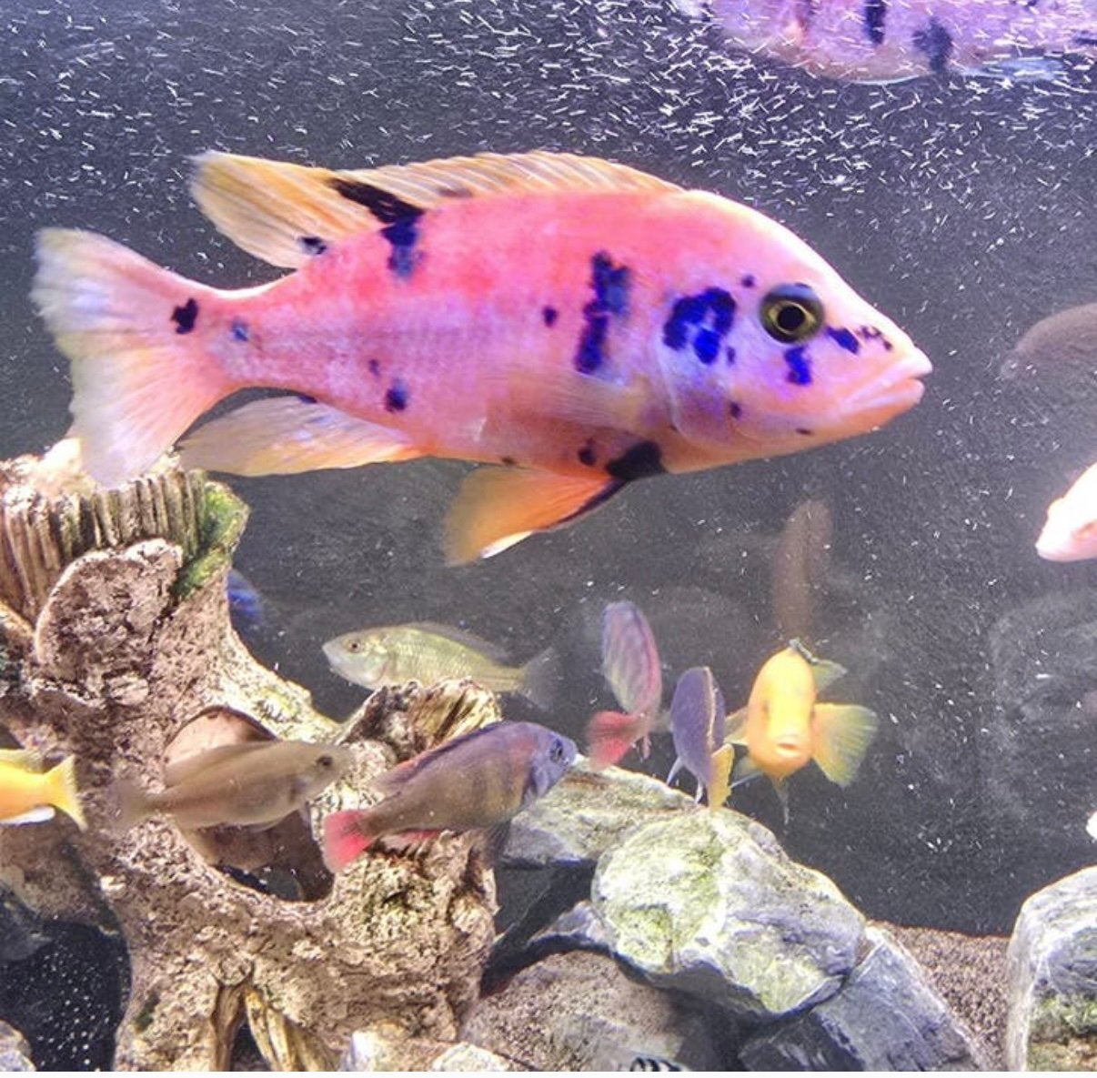 Malawi cichlide aulonocara koppel., Vis