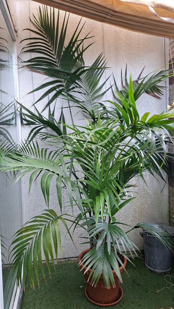Kamerpalm met pot, Ophalen, 200 cm of meer, Volledige schaduw, Palm