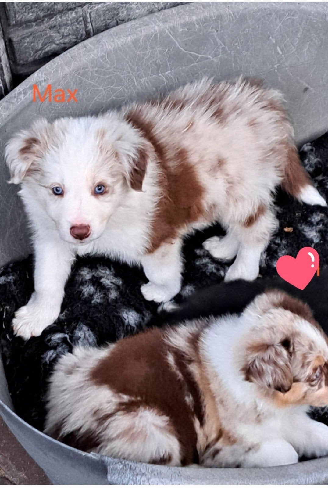 Goed thuis gezocht voor onze bordercollie pups, Parvo, 8 tot 15 weken, Meerdere, Meerdere dieren