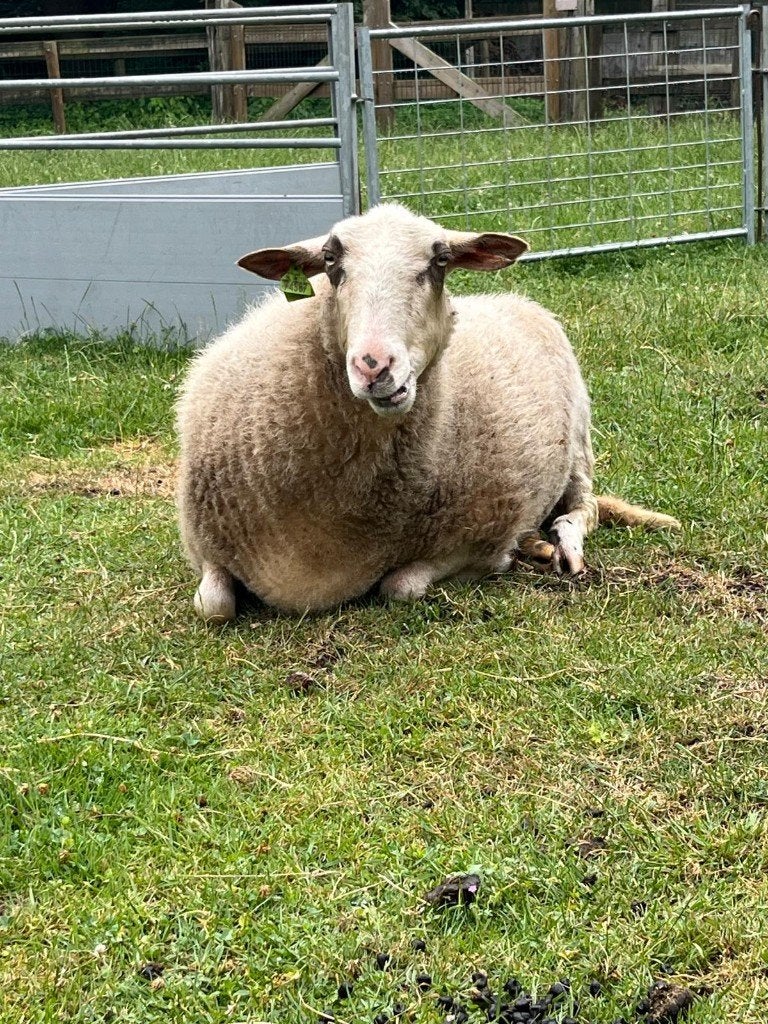 veluwsheide schaap, Dieren en Toebehoren, Schapen, Geiten en Varkens, Vrouwelijk, Schaap, 3 tot 5 jaar