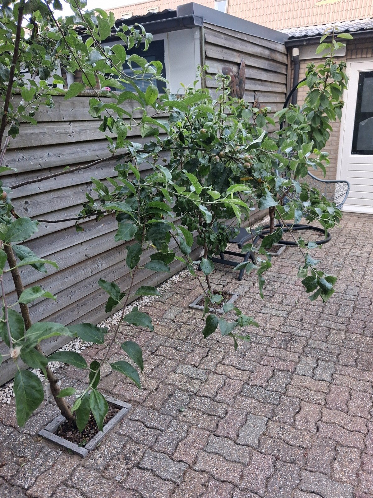 Drie fruitbomen: Appelboom, Perenboom en Kersenboom, Ophalen, Lente, Volle zon, In pot