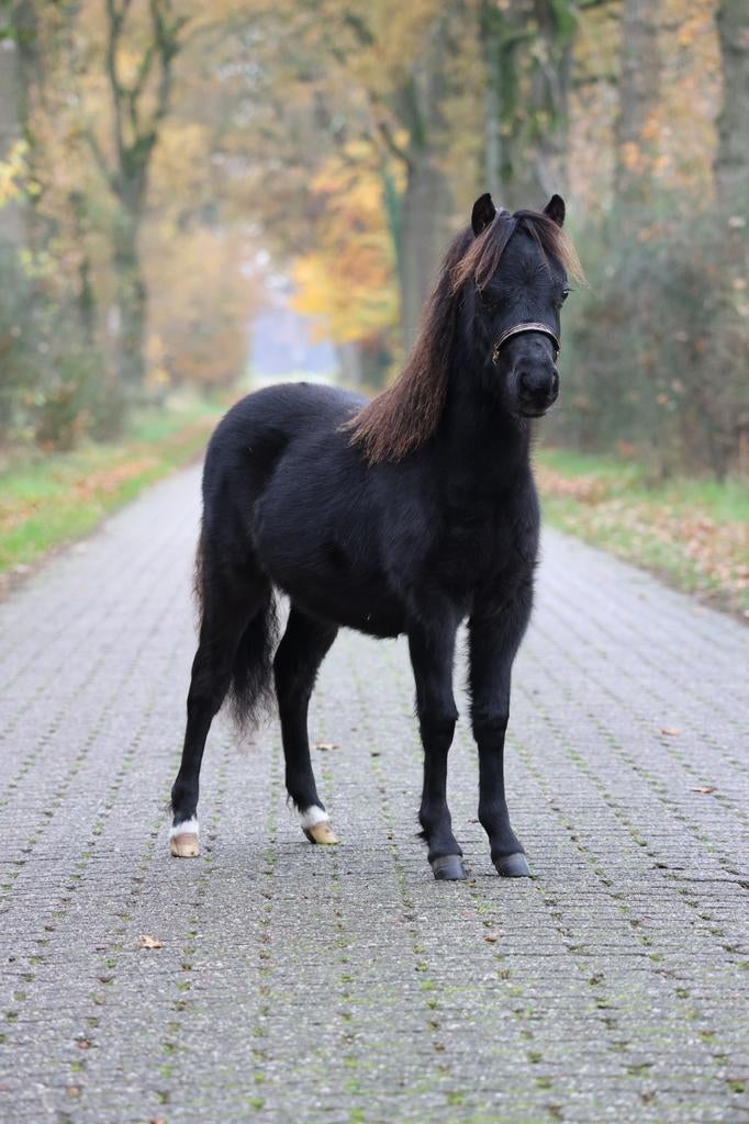 Mooie en lieve zwarte jaarling nmprs, aspc, amhr merrie, Merrie, A pony (tot 1.17m), Met stamboom, 0 tot 2 jaar