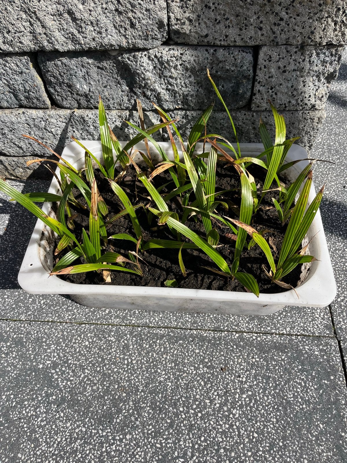 Trachycarpus Fortunei palmboom zaailingen, Volle zon, Vaste plant, Bloeit niet, Ophalen