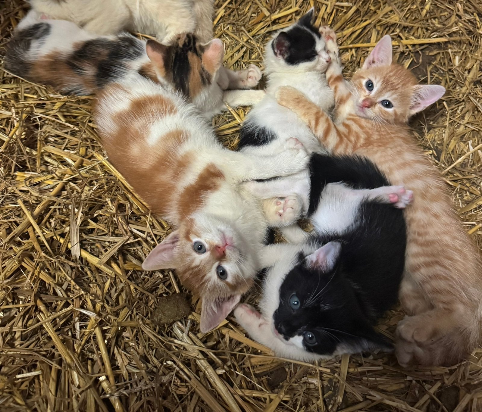Hele leuke kittens, Dieren en Toebehoren, Meerdere dieren, Kortharig, 0 tot 2 jaar