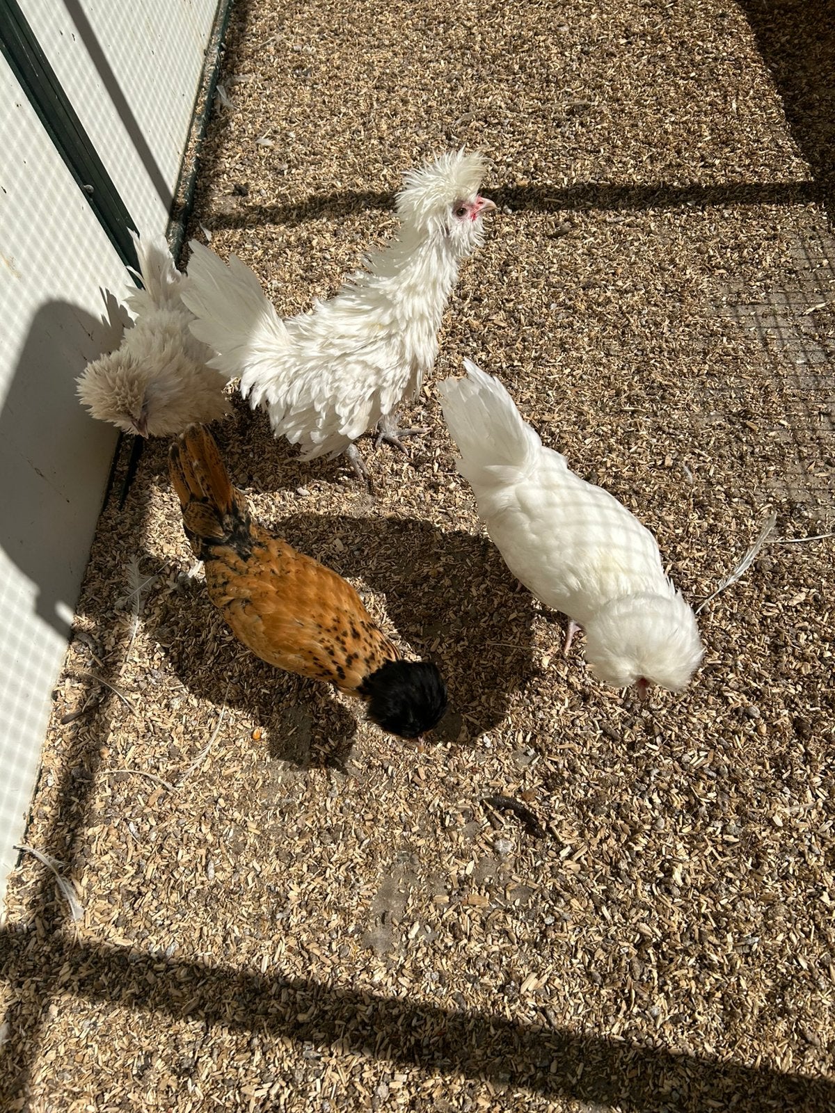 4 mooie padua kuikens, Dieren en Toebehoren, Meerdere dieren, Kip