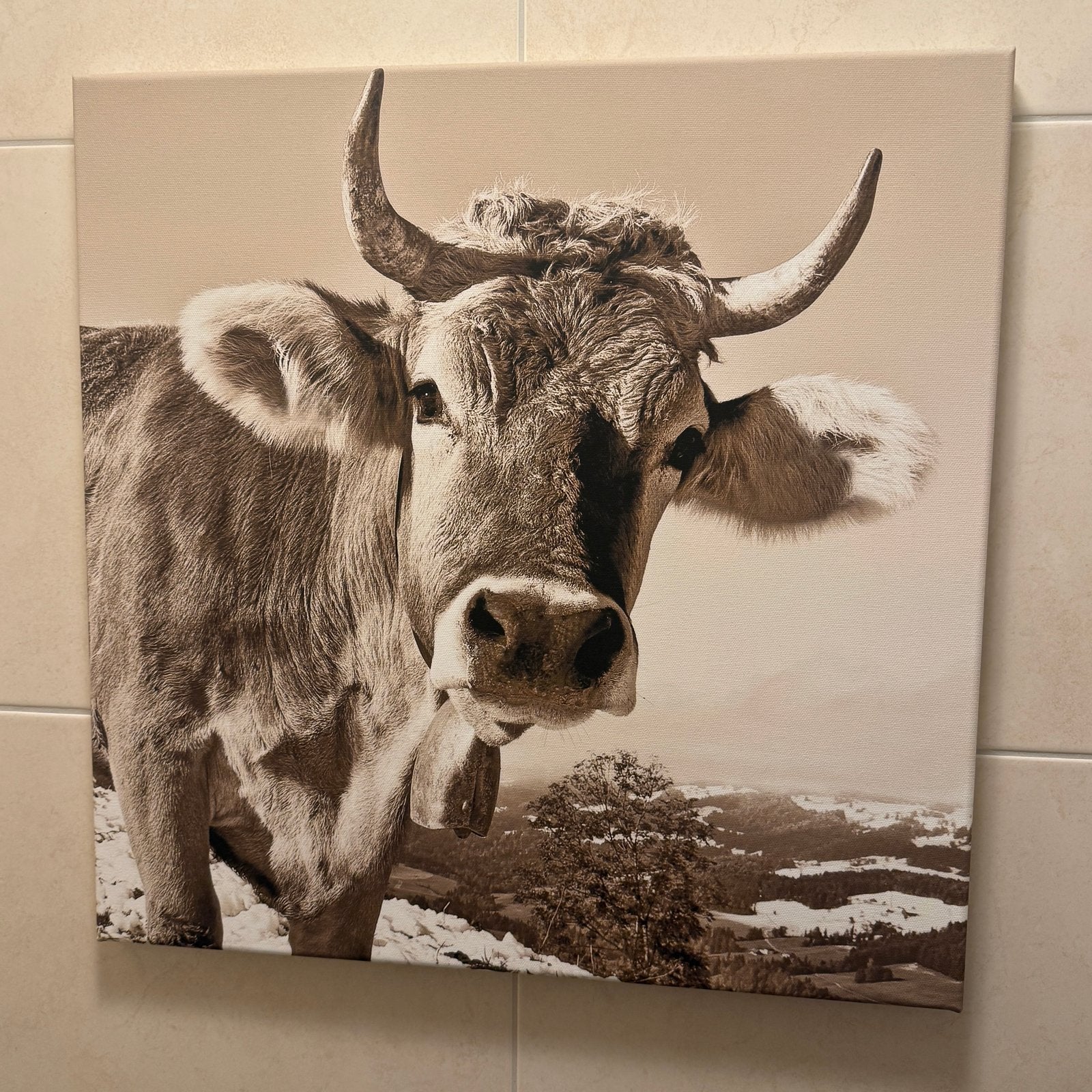 Canvas schilderij koe 50x50 cm, Ophalen, 5 – 50, 50 tot 75 cm, Print
