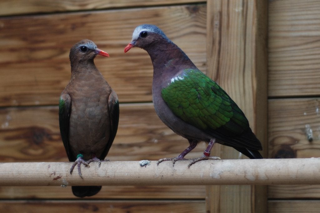 Groenvleugelduiven van 2026, Dieren en Toebehoren, Meerdere dieren, Overige soorten