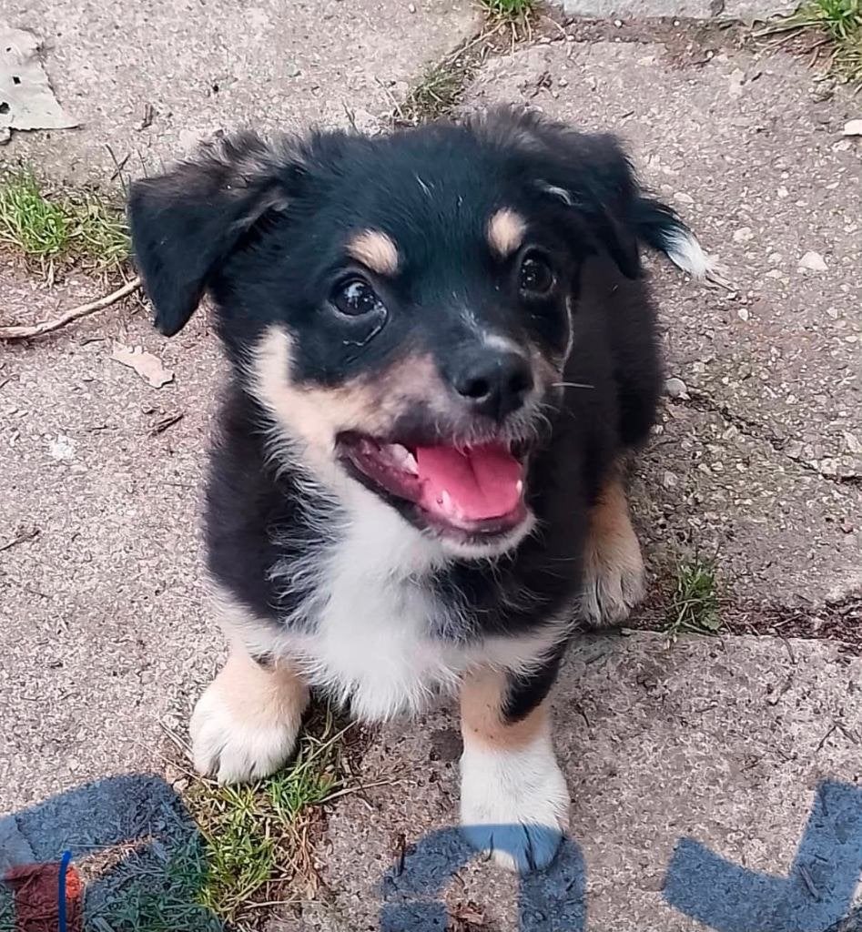 lieve kleine tot middelmaat pups zoeken fijne huisjes, Dieren en Toebehoren, Honden | Niet-rashonden, 8 tot 15 weken, Parvo, Meerdere
