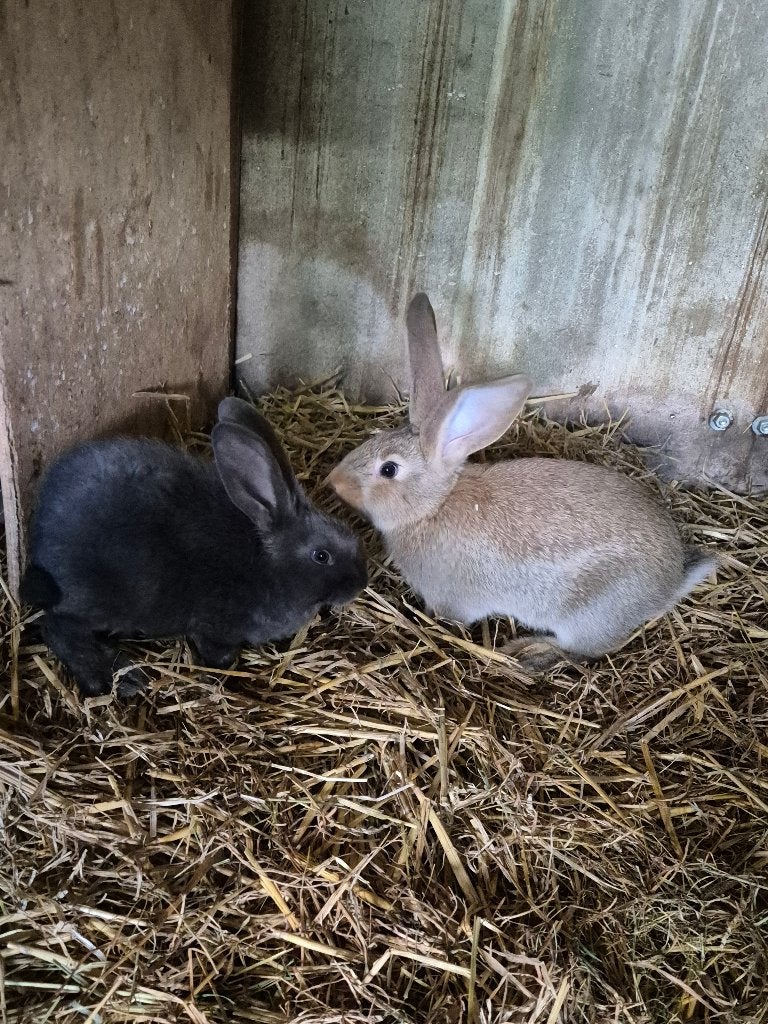 Te koop diverse vlaamse reuzen, Dieren en Toebehoren, Konijnen, Groot, Meerdere dieren, 0 tot 2 jaar