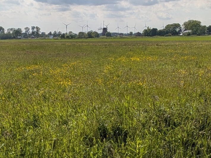 Hooi weidehooi natuurhooi kruidenhooi, Dieren en Toebehoren, Dierenvoeding, Vee, Ophalen