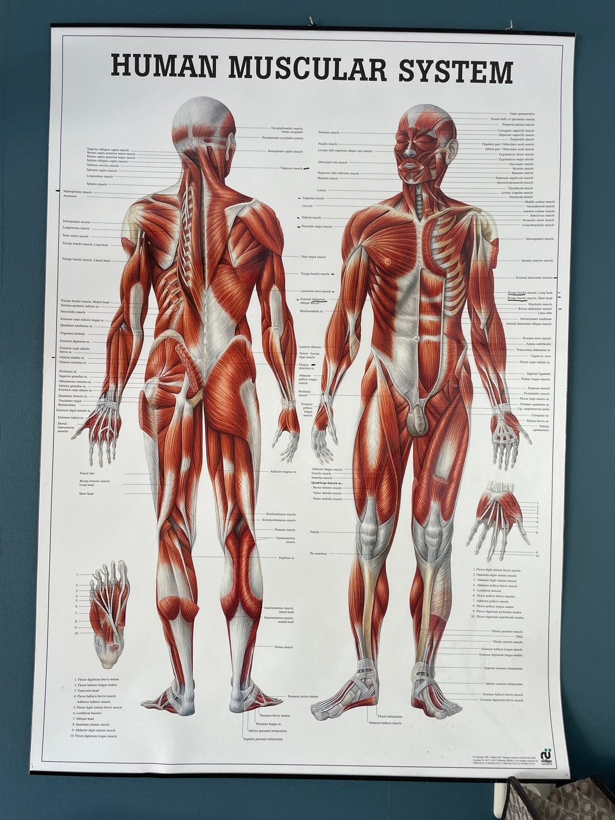 Anatomie Poster: Menselijk Spierstelsel, Ophalen of Verzenden, Zo goed als nieuw, Natuurwetenschap