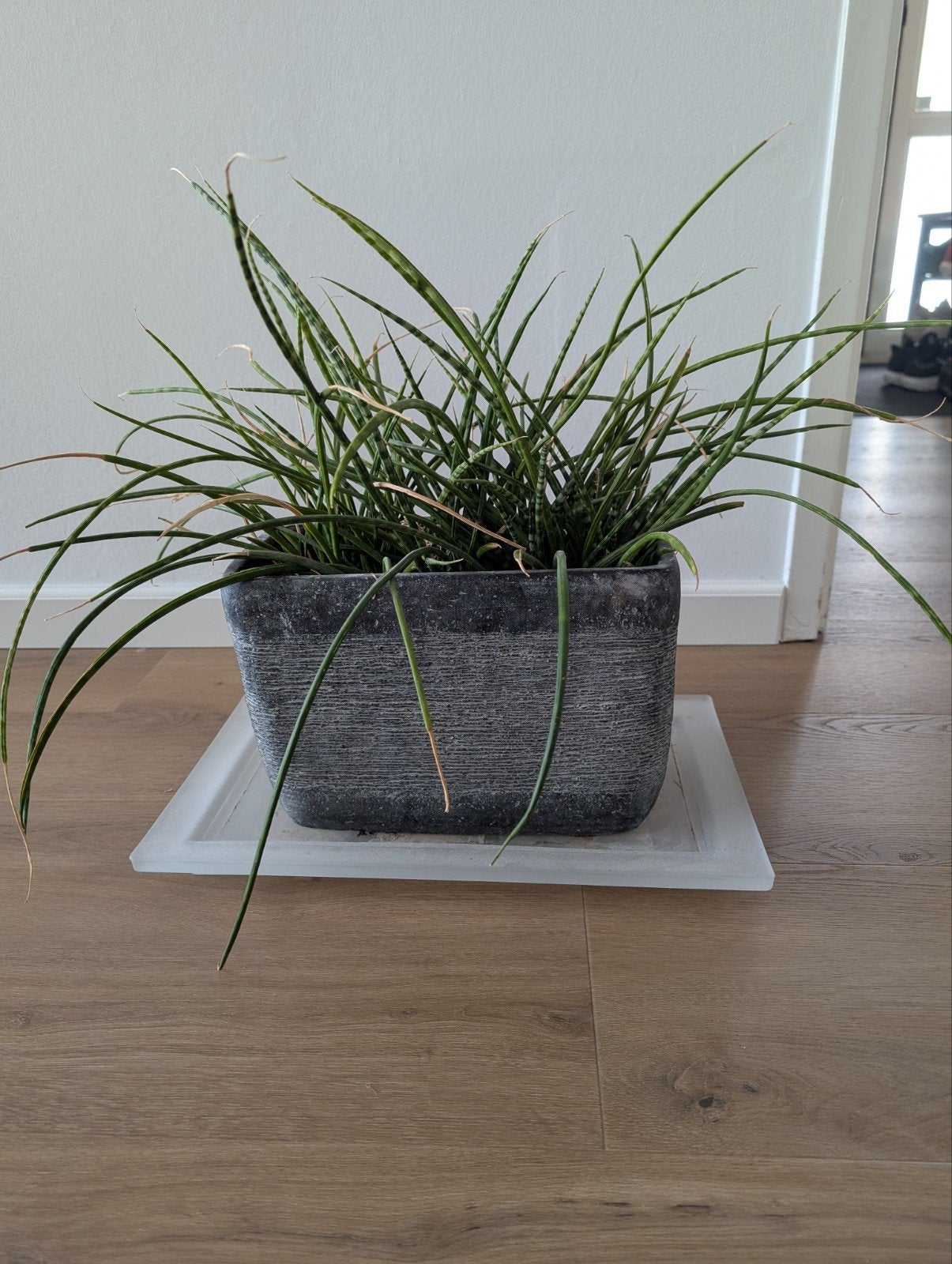 Sansevieria Cylindrica in pot, Huis en Inrichting, Kamerplanten, Ophalen, Overige soorten, In pot, Minder dan 100 cm