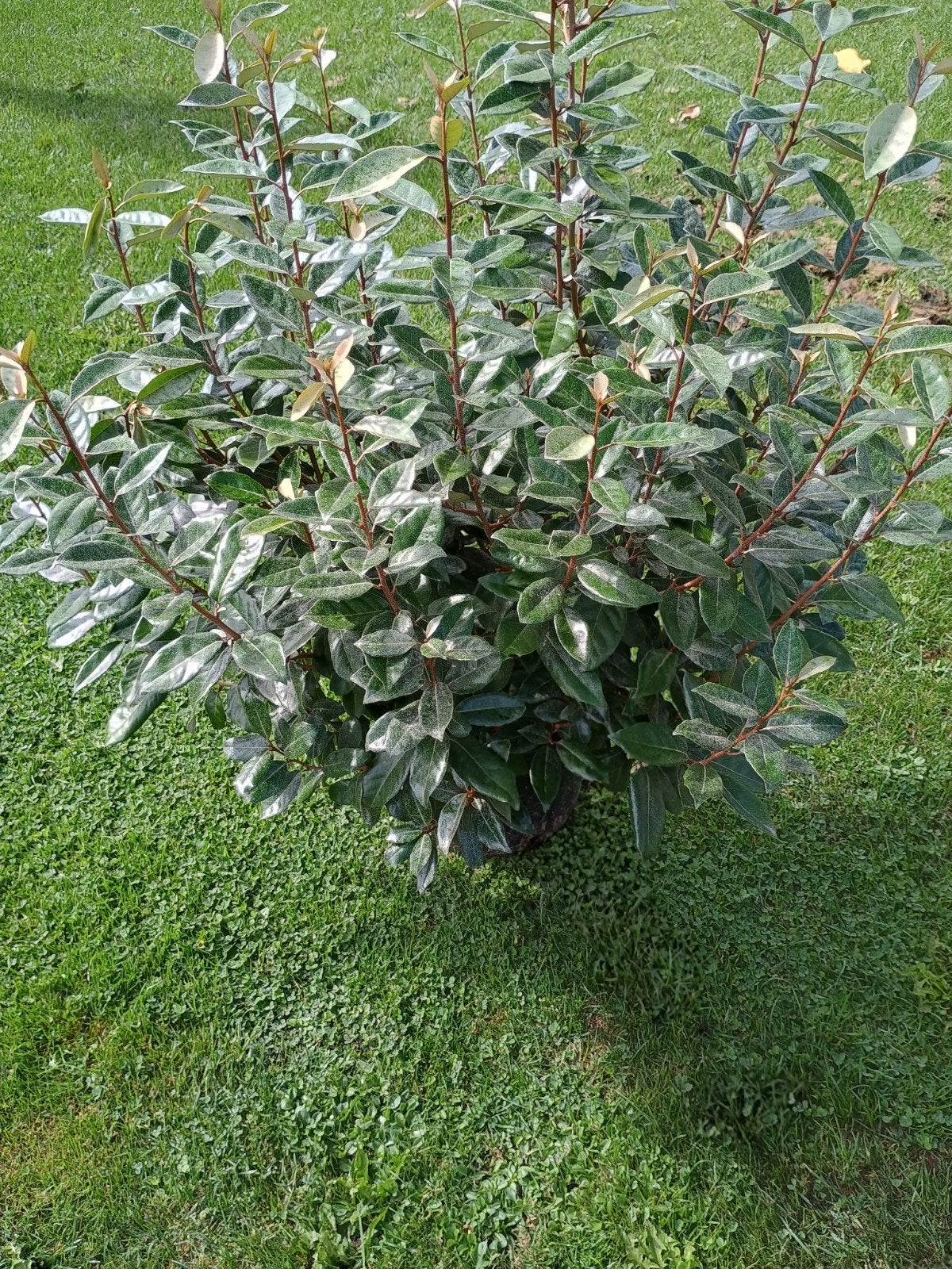 Elaeagnus Ebbingei Haagplant - Groenblijvende Olijfwilg, Tuin en Terras, Overige soorten, Vaste plant, Ophalen of Verzenden, Halfschaduw