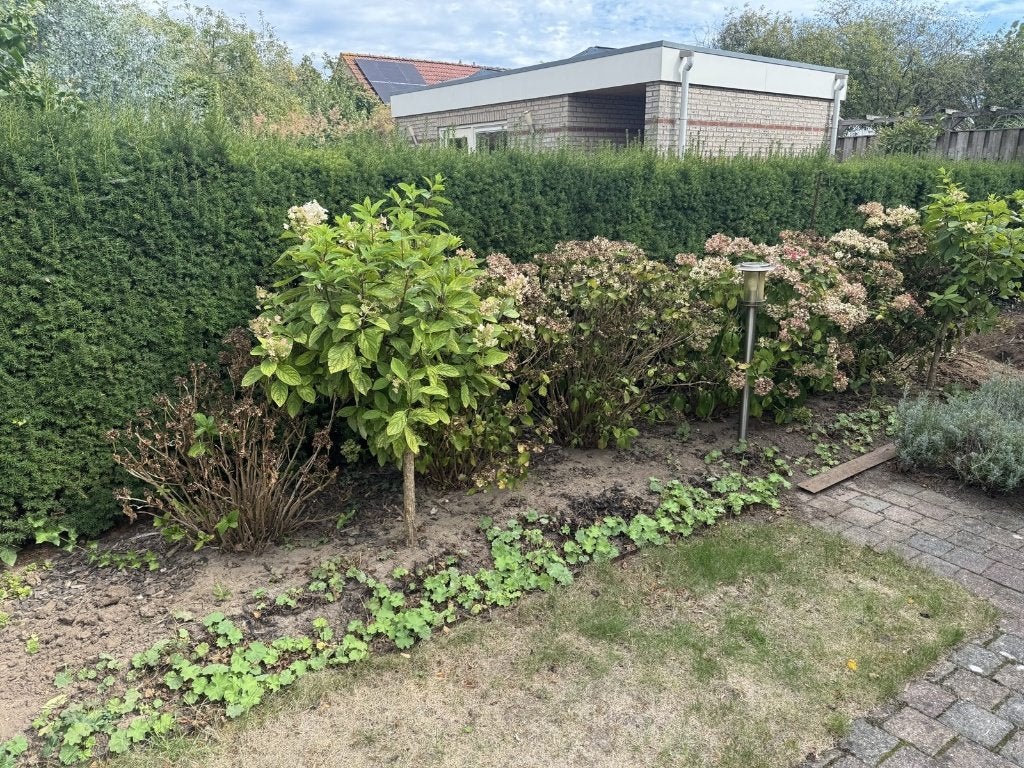 6 volgroeide hortensia's - €10 per stuk of alle 6 voor €50, Ophalen, Overige soorten, Halfschaduw