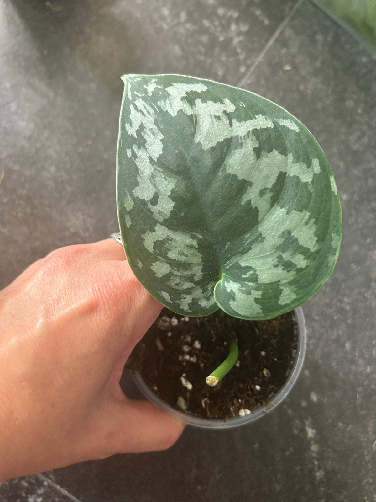 Scindapsus Trebie stekje - Zilverrank, Ophalen of Verzenden, Halfschaduw, Minder dan 100 cm