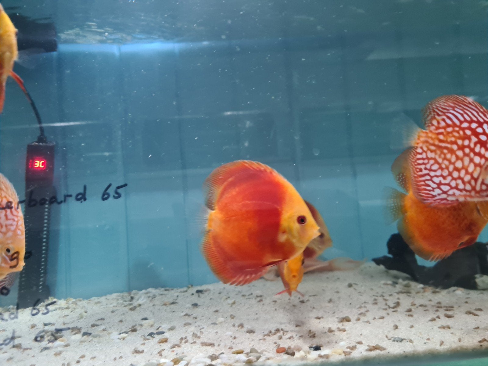 Red Melon Discus, Dieren en Toebehoren, Vis, Zoetwatervis