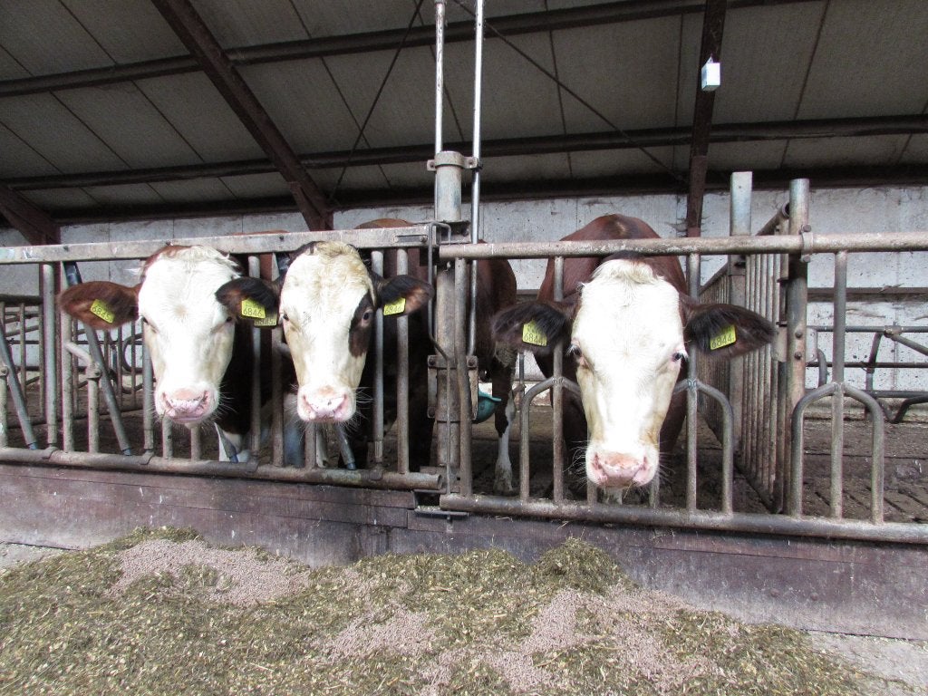 Te koop beste stieren uit Moeders met goede lijsten., Dieren en Toebehoren, Runderen, Mannelijk, 0 tot 2 jaar