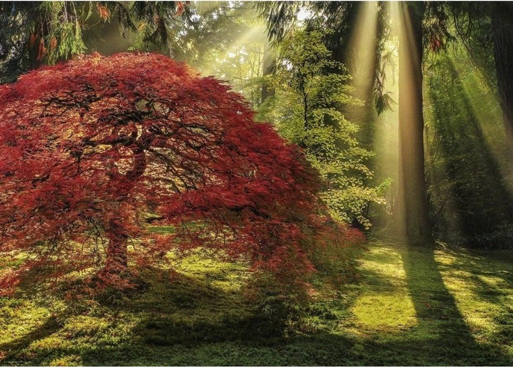 Heye legpuzzel 1000 nieuwe puzzel boom met licht inval, Hobby en Vrije tijd, Ophalen of Verzenden, 500 t/m 1500 stukjes, Nieuw